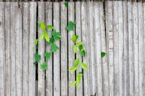 a neighbourhood fence with ivy growing